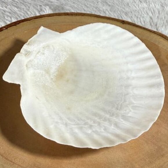 NWOT Set of 4 Nantucket Seafood Natural Baking Sea Shells 4.5" - 5" - Picture 11 of 15